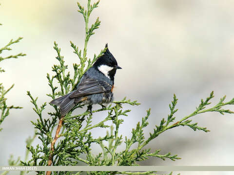 Image of Periparus ater melanolophus (Vigors 1831)