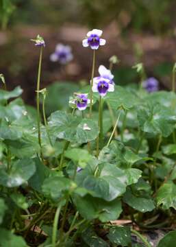 Image of Ivy-leaved Violet