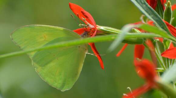 Image of Clouded sulphur