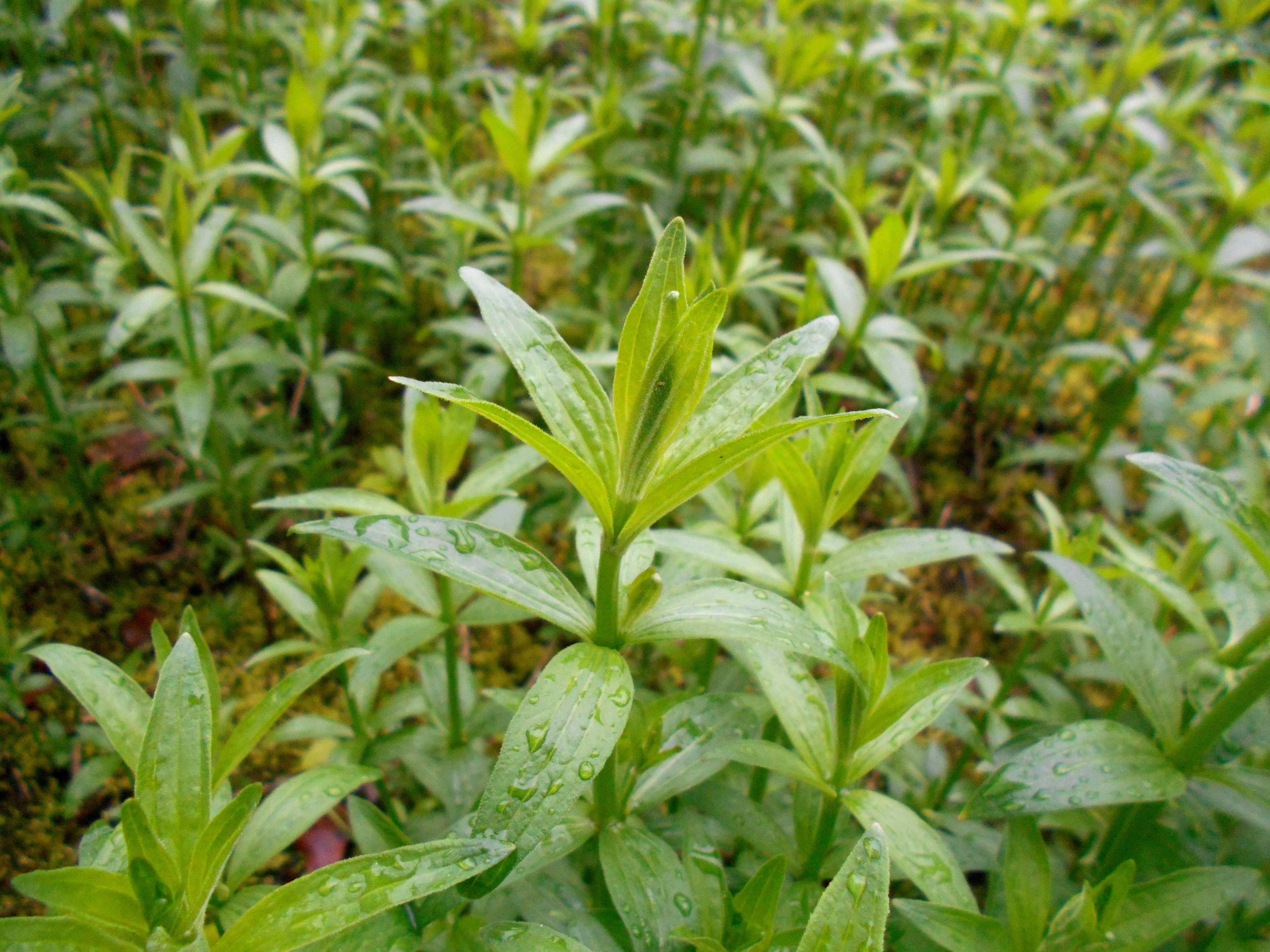 Plancia ëd Galium rubioides L.