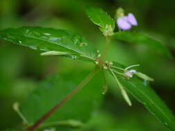 Image of Impatiens minor (DC.) S. S. R. Bennet