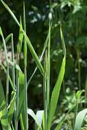 Image of Dahurian wild rye