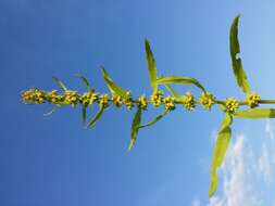 Rumex palustris Sm. resmi