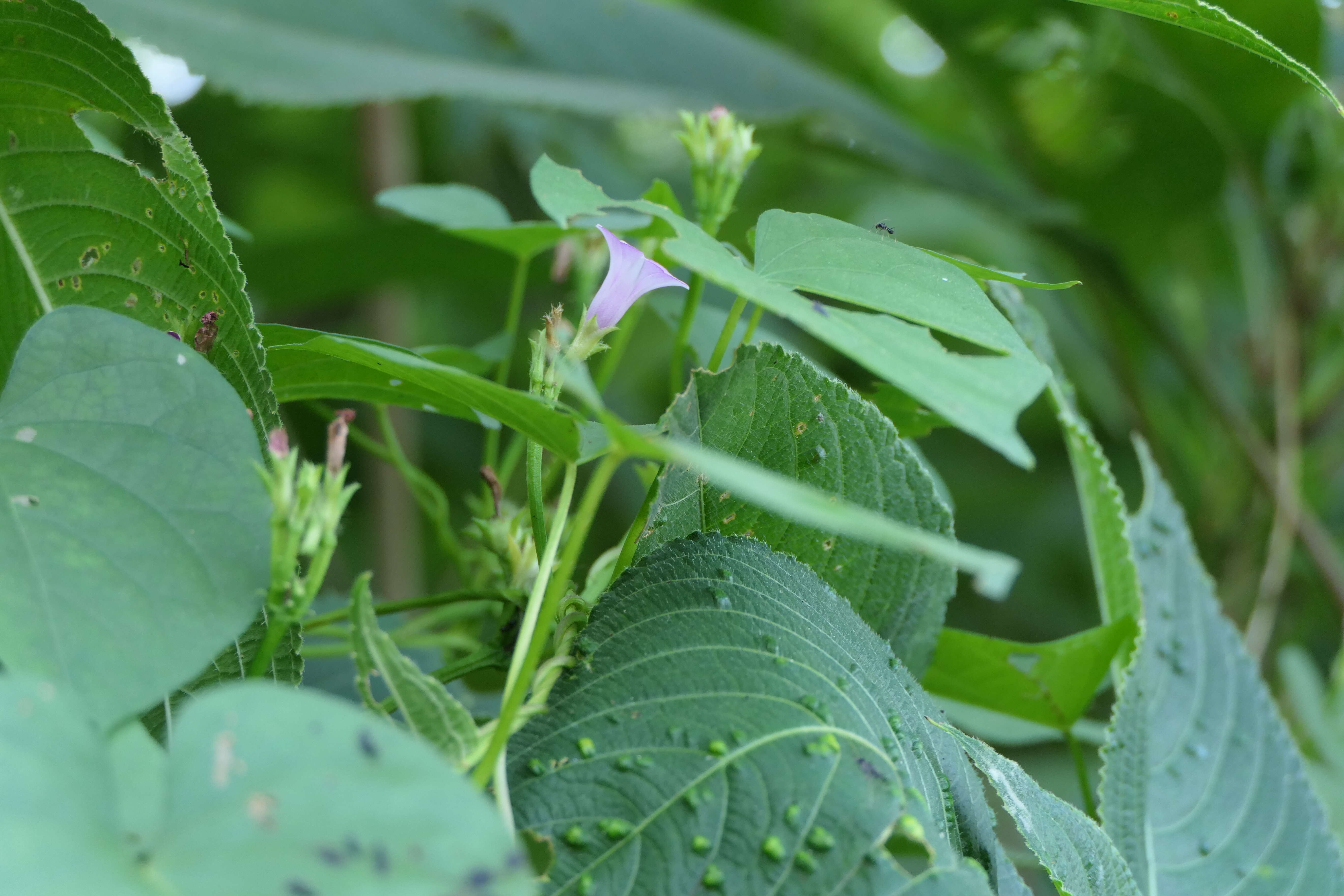 Plancia ëd Ipomoea triloba L.