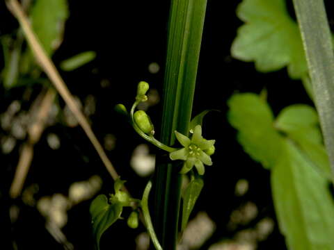 Image of Dioscorea communis (L.) Caddick & Wilkin