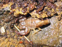 Image of California Common Scorpion