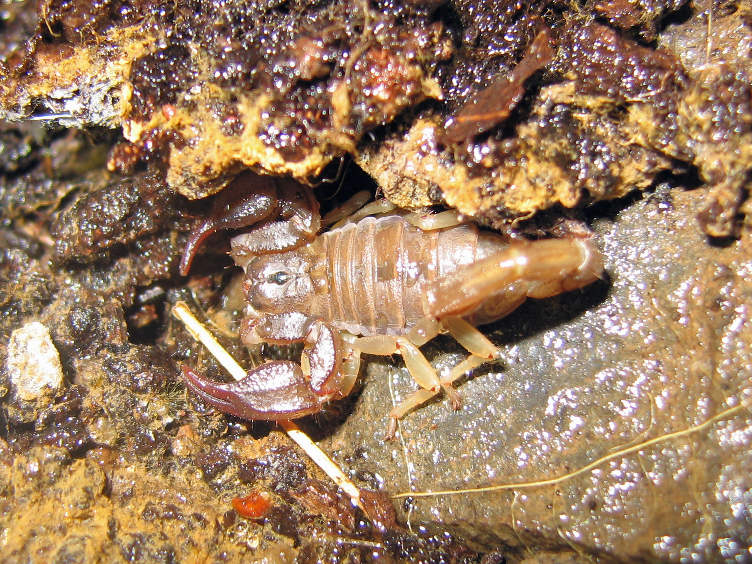 Image of California Common Scorpion