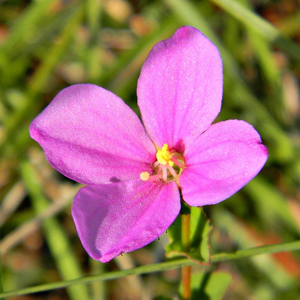 Imagem de Rhexia nuttallii C. W. James