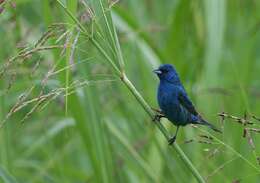 Image of Indigo Bunting