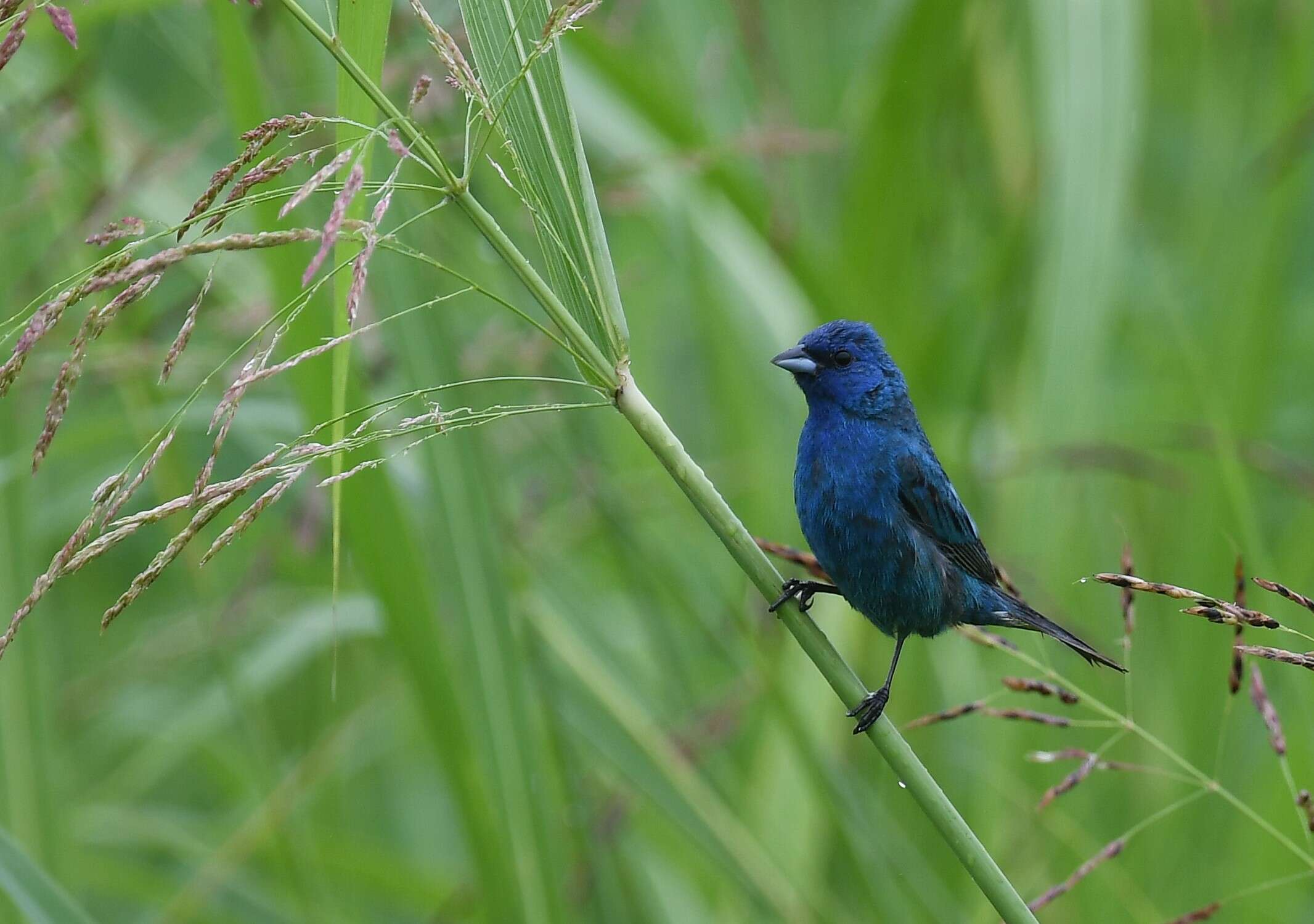 Image of Indigo Bunting