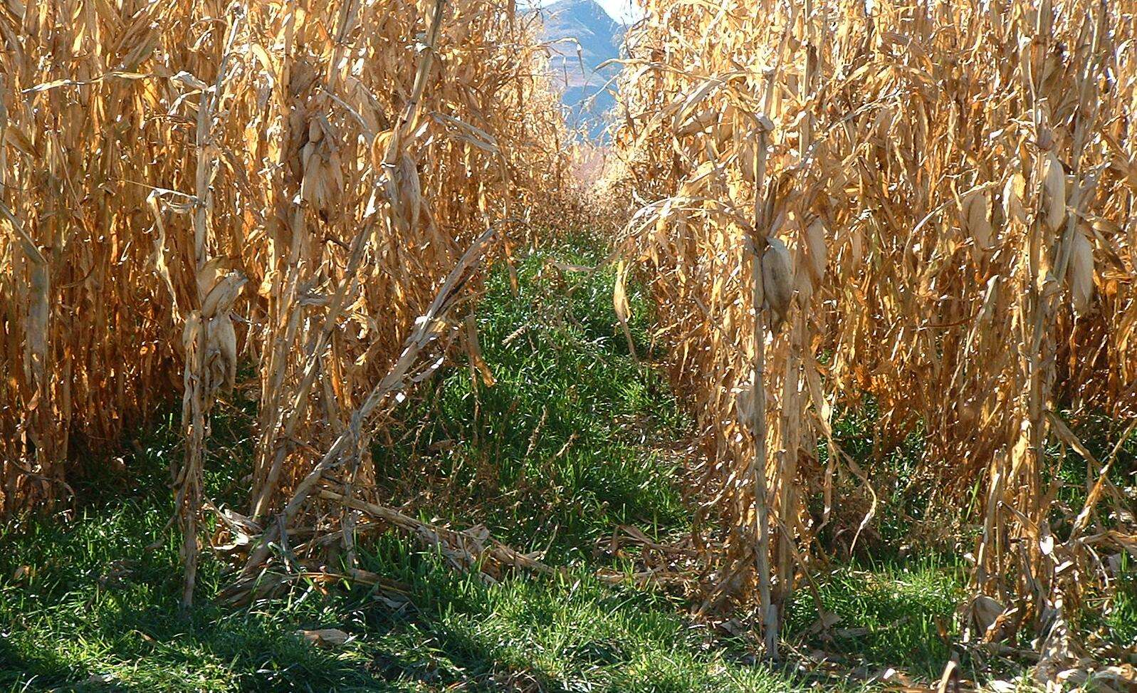 Image of Italian Rye Grass