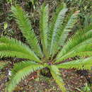 Image of Encephalartos equatorialis P. J. H. Hurter