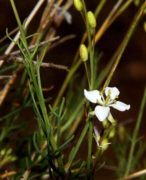 Image of Arabidella trisecta (F. Muell.) O. E. Schulz