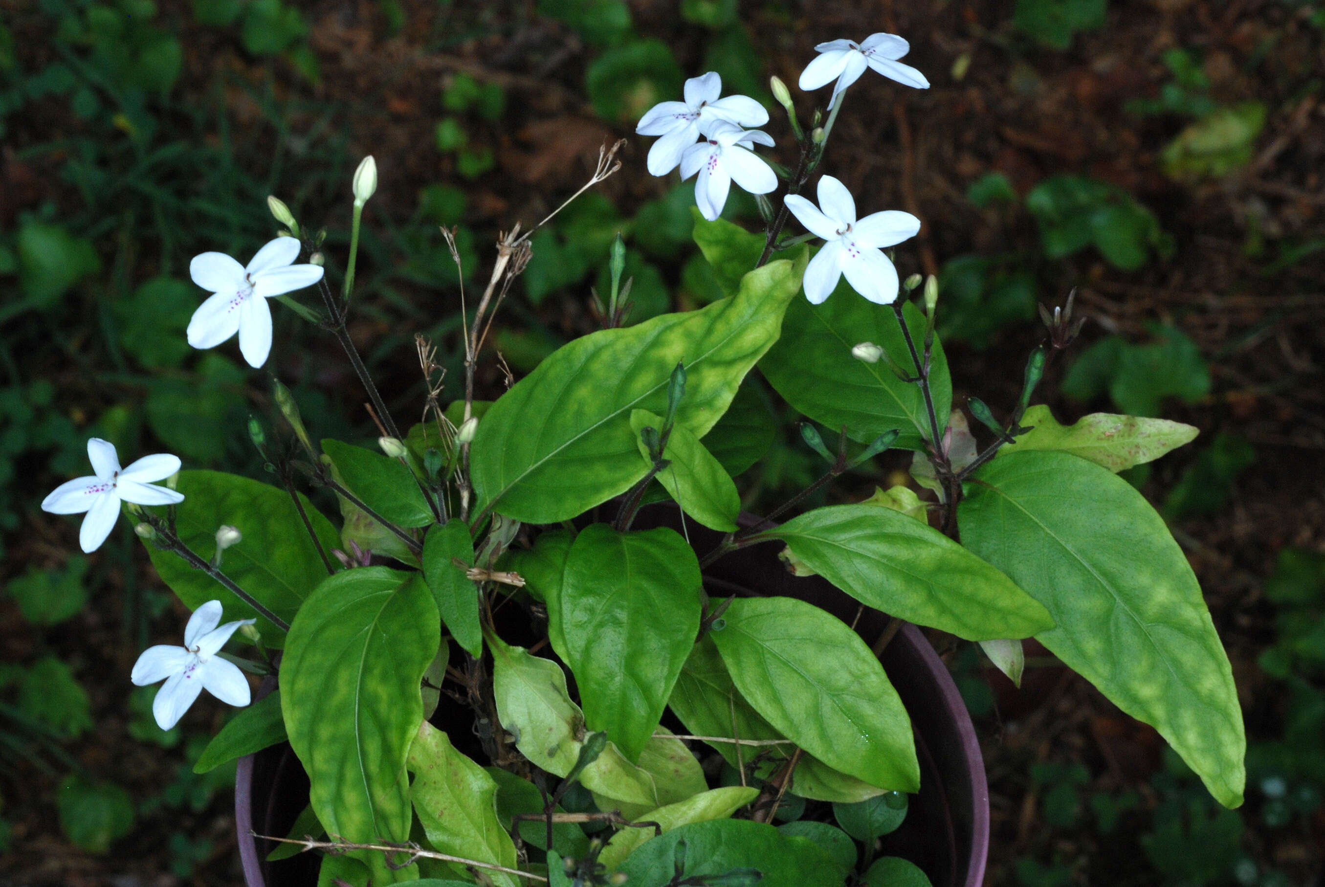 Image de Pseuderanthemum variabile (R. Br.) Radlk.