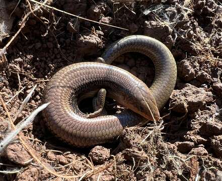 Image of Gilbert's Skink