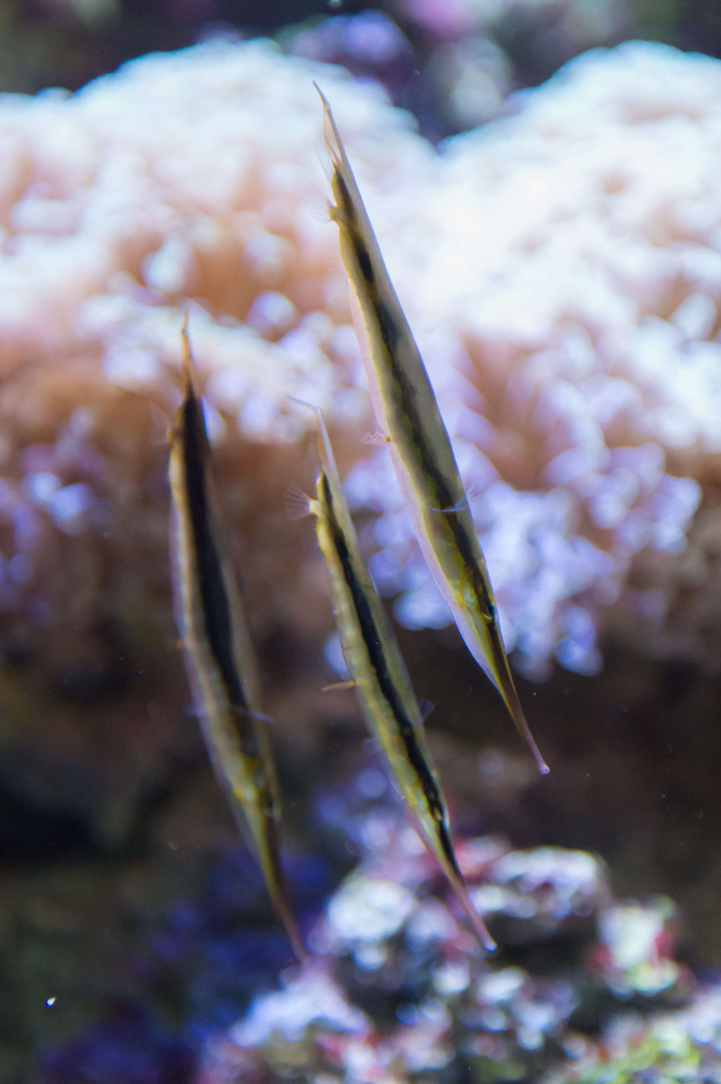 Image of Hinged shrimpfish