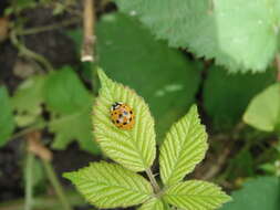 Image of Himalayan blackberry