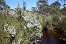 Image of Leptospermum continentale J. Thompson