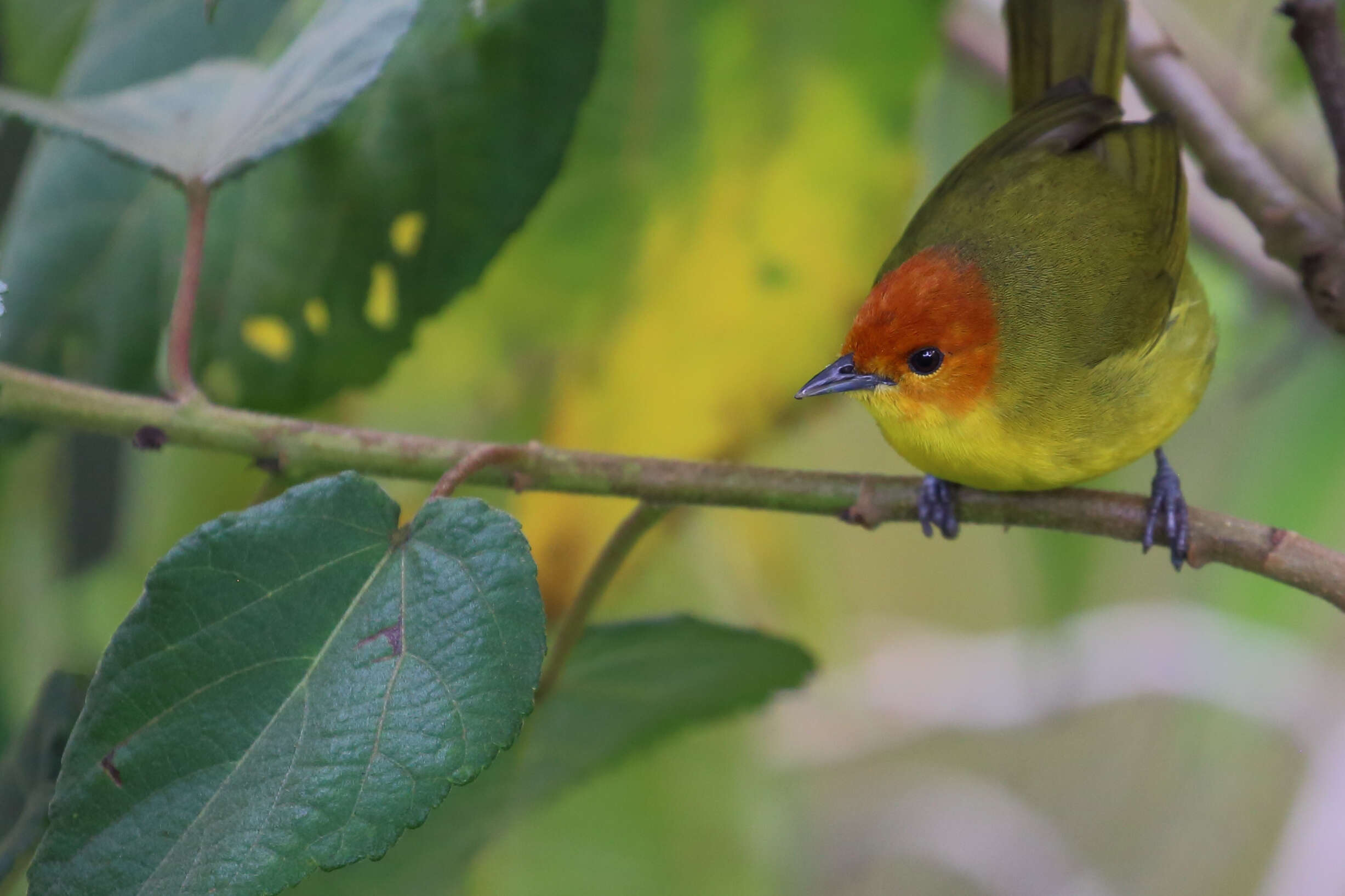 Image of Rust-and-yellow Tanager