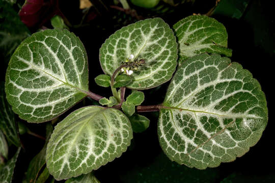 Слика од Plectranthus oertendahlii T. C. E. Fr.