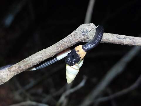 Image of Snail-eating Thirst Snake