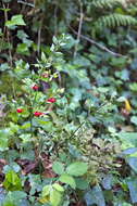 Imagem de Ruscus aculeatus L.