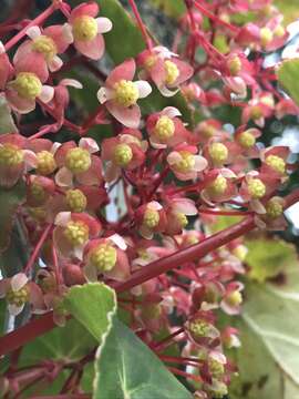 Image de Begonia tropaeolifolia A. DC.