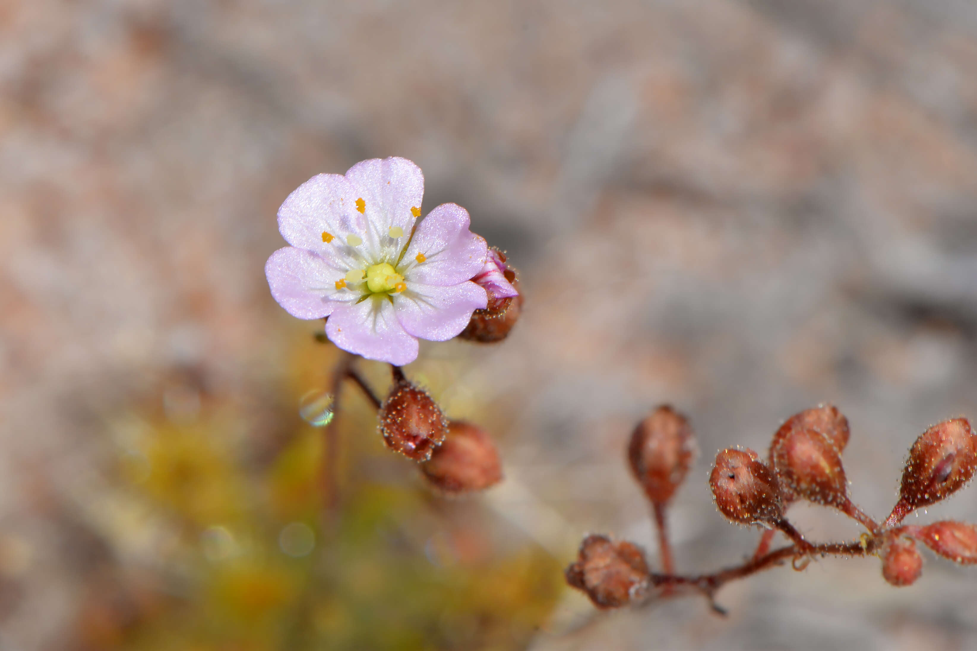 صورة Drosera nitidula subsp. omissa (Diels) N. Marchant & Lowrie