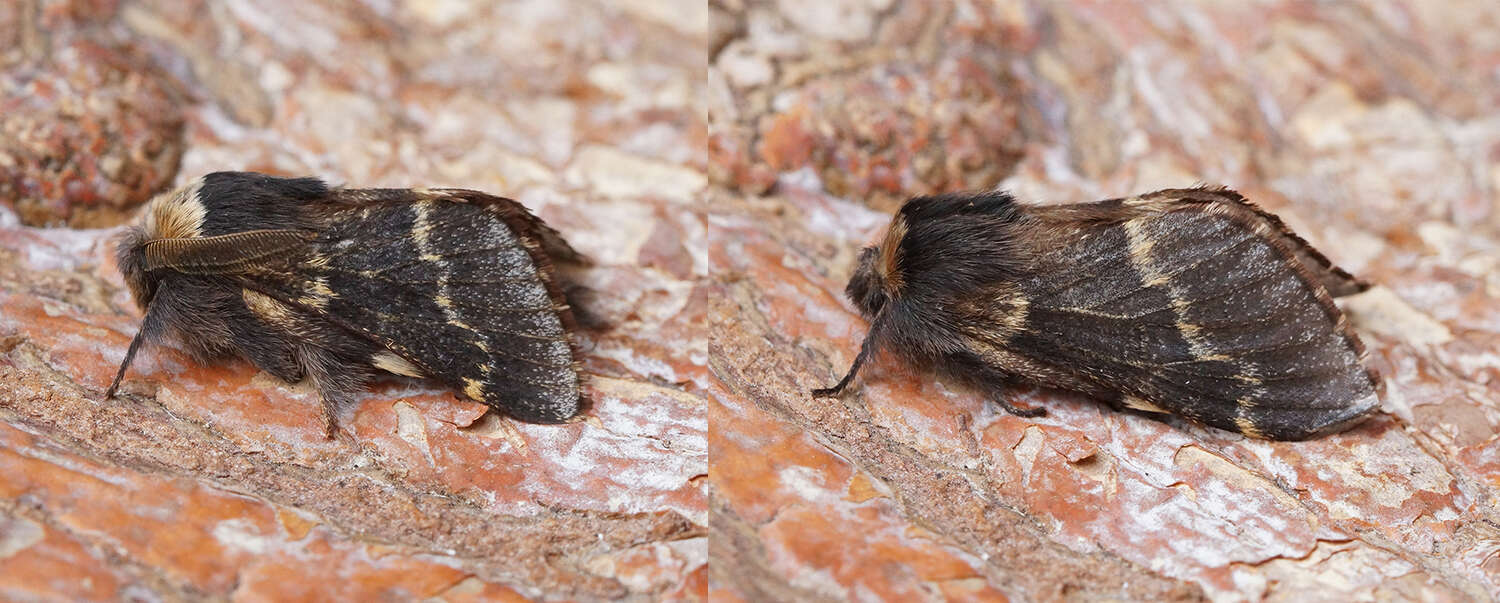 Image de Poecilocampa