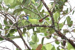 Image of Blue-throated Toucanet