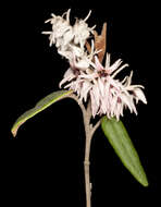 Image of Lasiopetalum drummondii Benth.