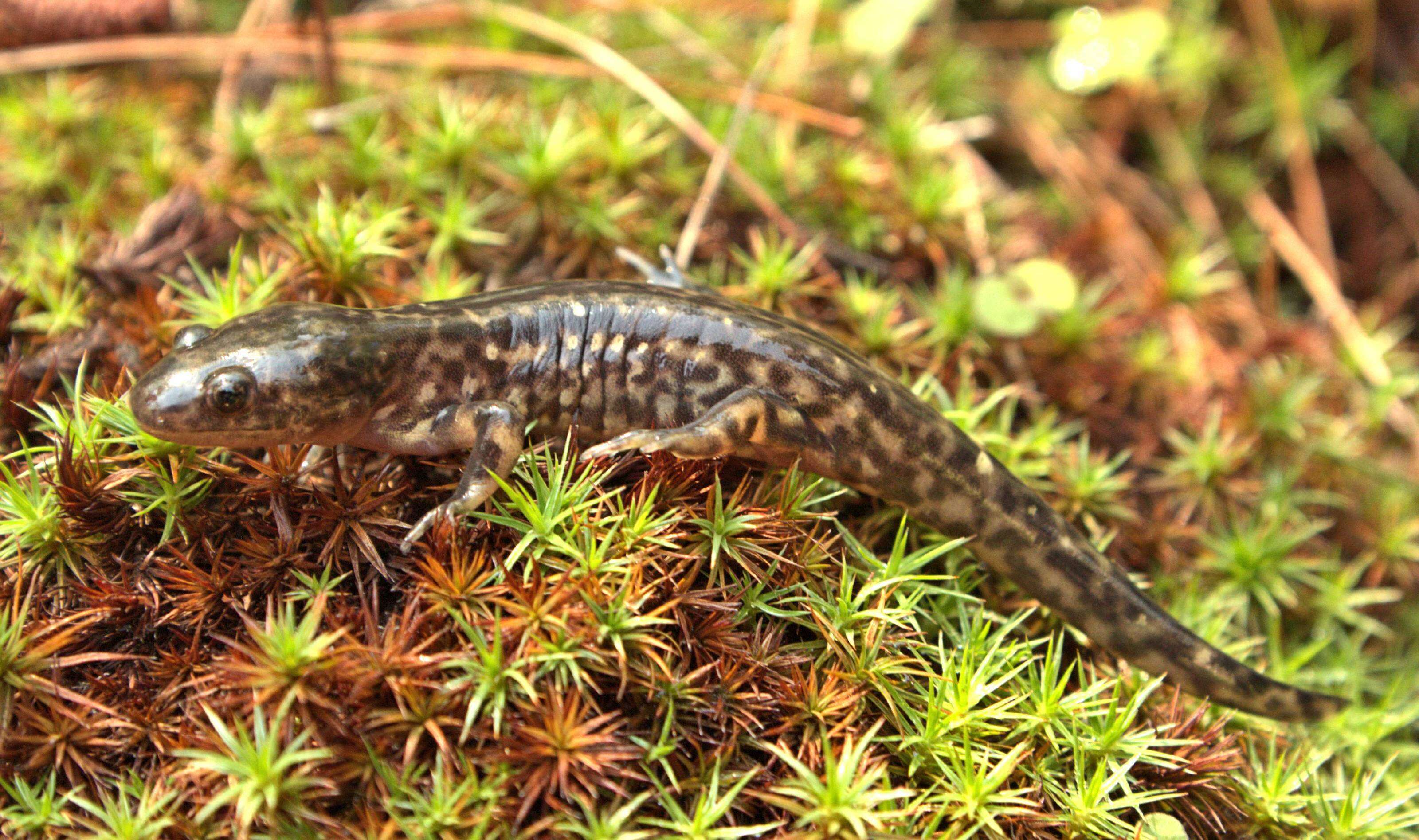 Plancia ëd Ambystoma rosaceum Taylor 1941