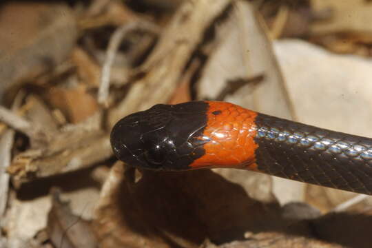 Image of Snail-eating Thirst Snake