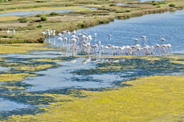 Imagem de Phoenicopterus roseus Pallas 1811