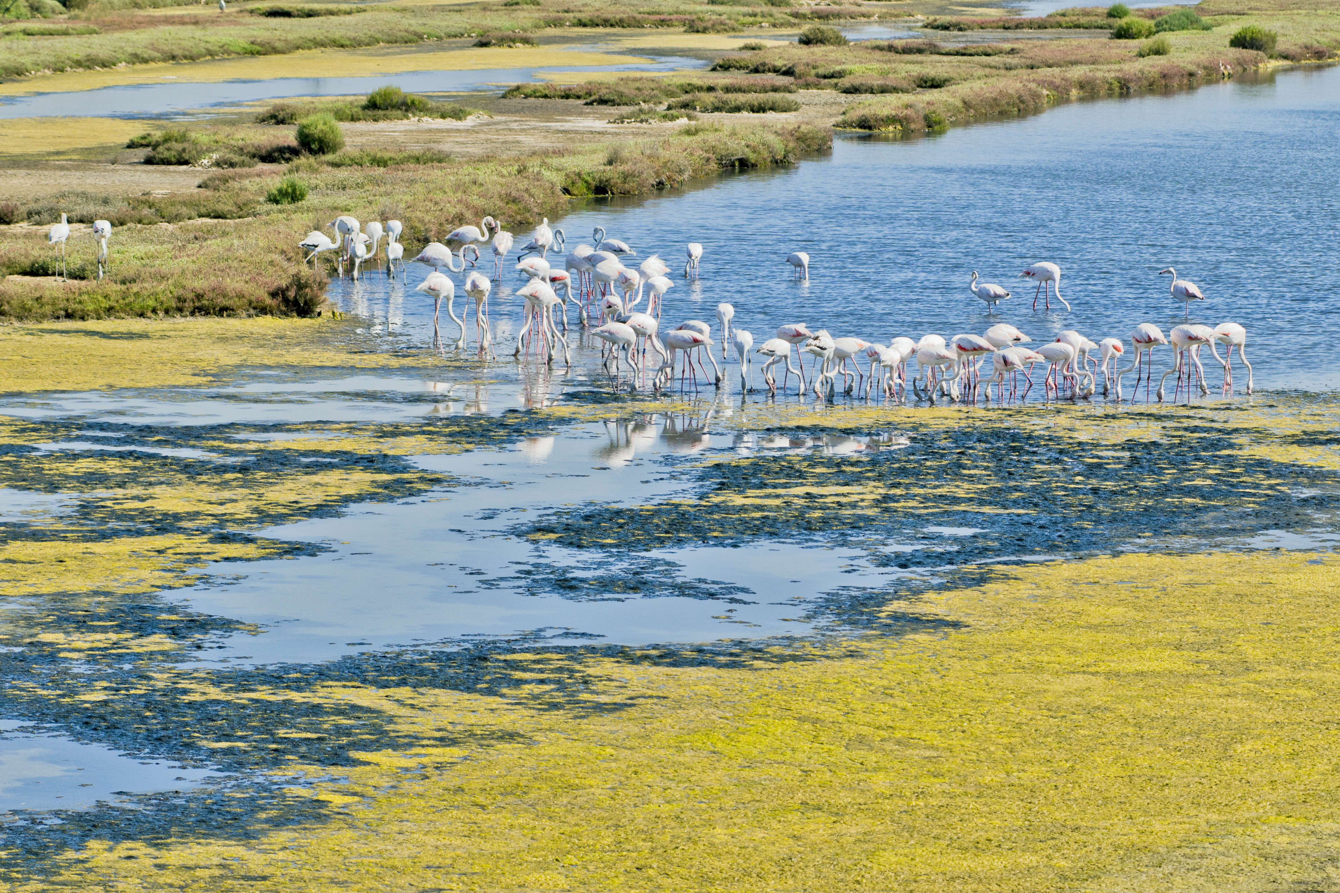 Imagem de Phoenicopterus roseus Pallas 1811