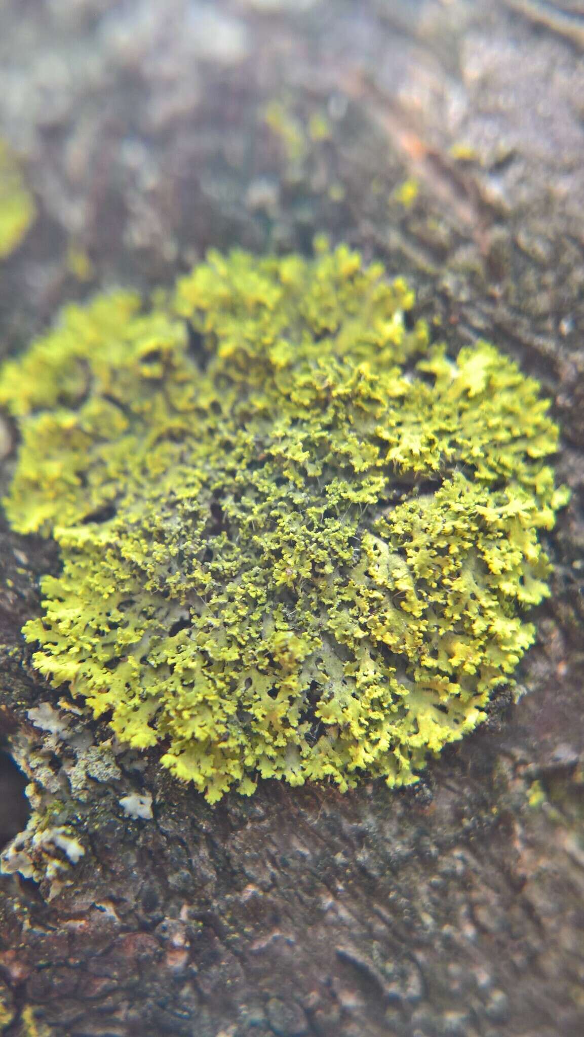 Image of lemon lichen