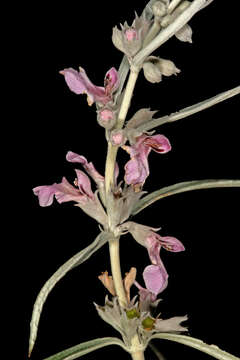 Imagem de Stachys rugosa Aiton