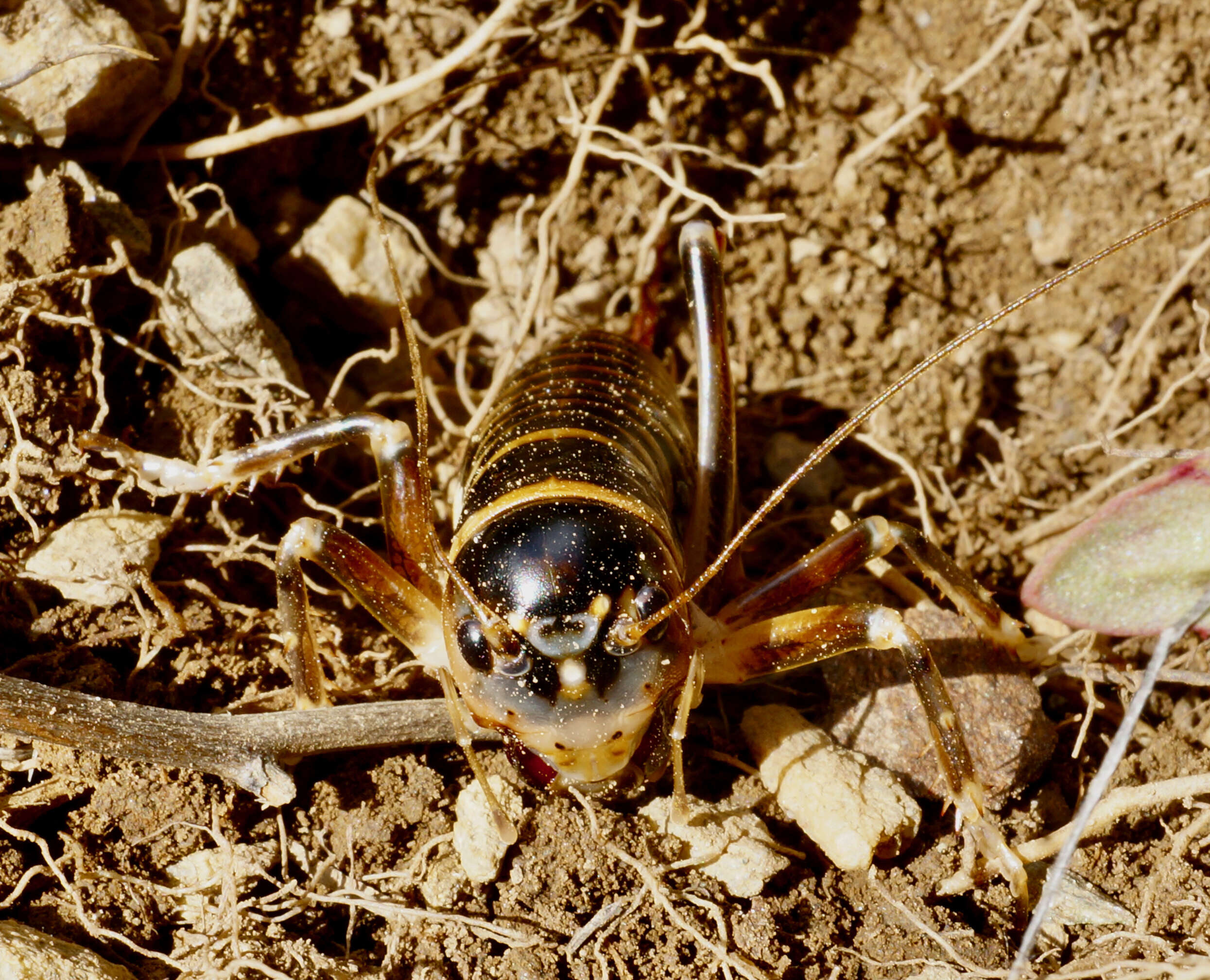 صورة Hemiandrus focalis (Hutton 1896)