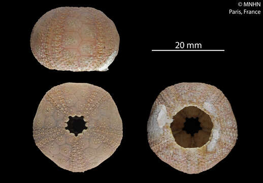 Image of Microcyphus L. Agassiz ex Agassiz & Desor 1846