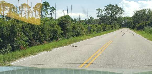 Image of alligators