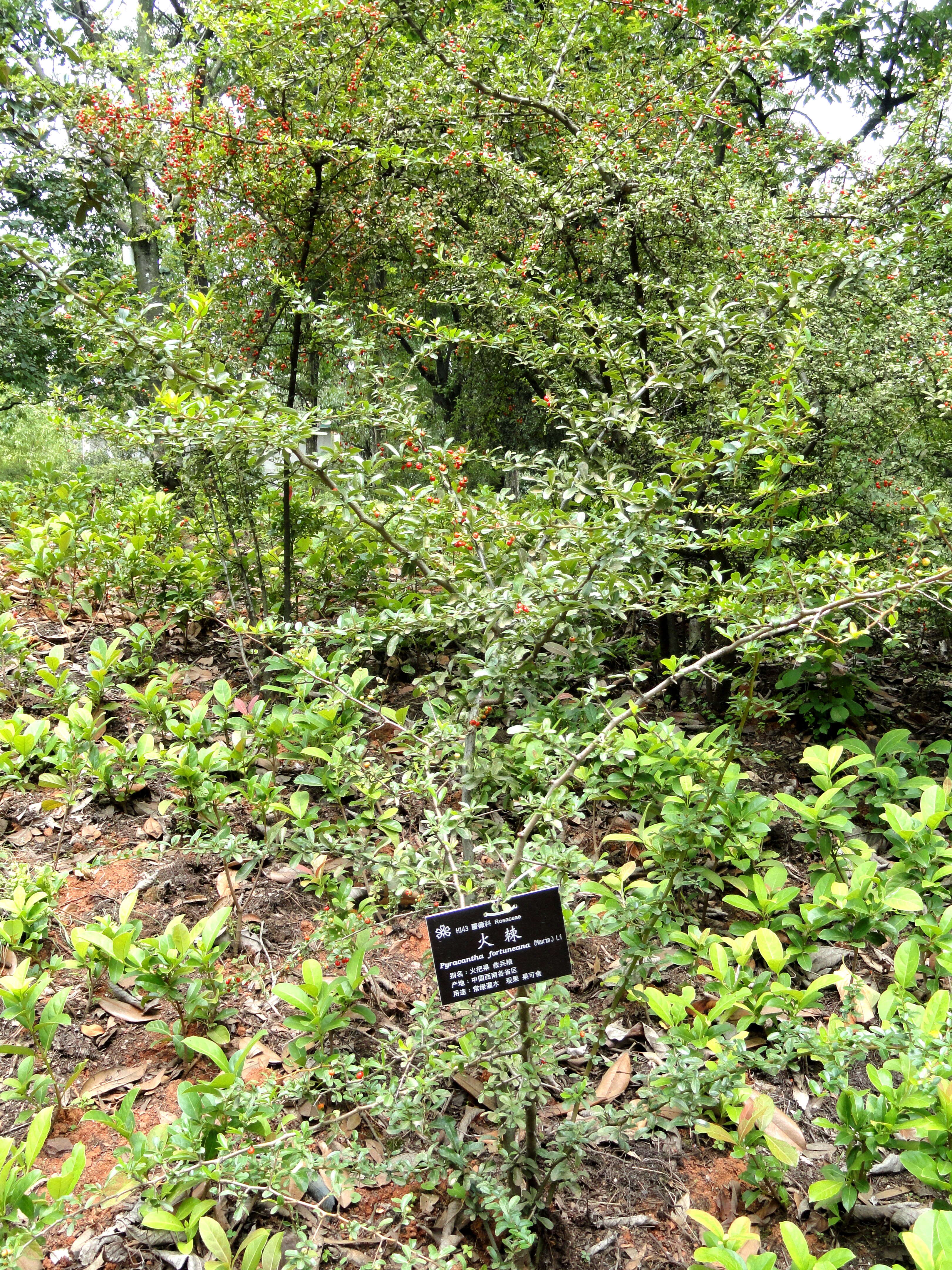 Image de Pyracantha fortuneana (Maxim.) H. L. Li