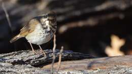 Image of Hermit Thrush