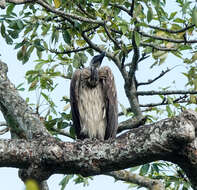 Image of Slender-billed Vulture