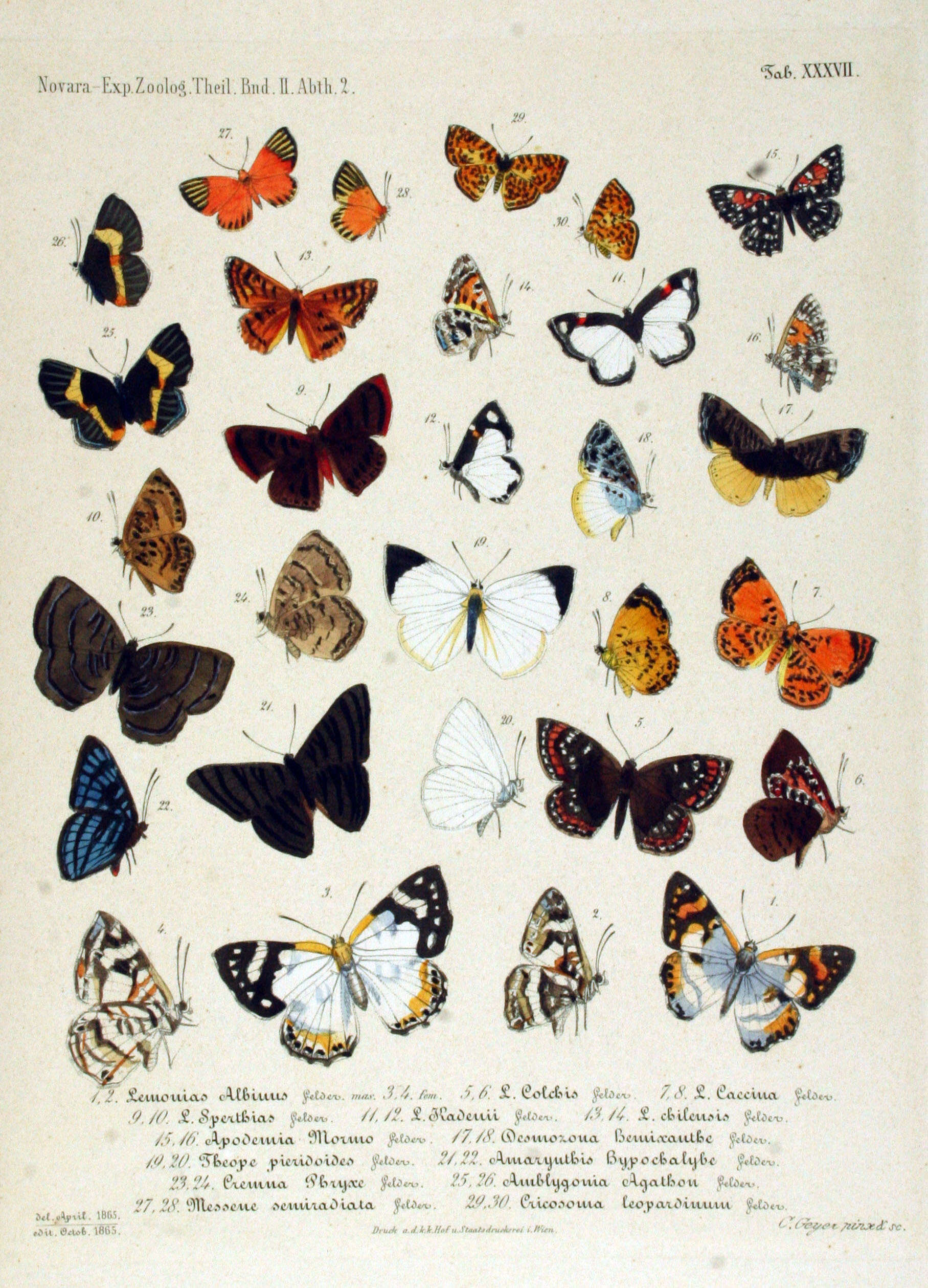 Слика од Catocyclotis aemulius (Fabricius 1793)