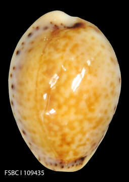 Image of Naria acicularis (Gmelin 1791)