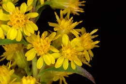 Image of downy goldenrod