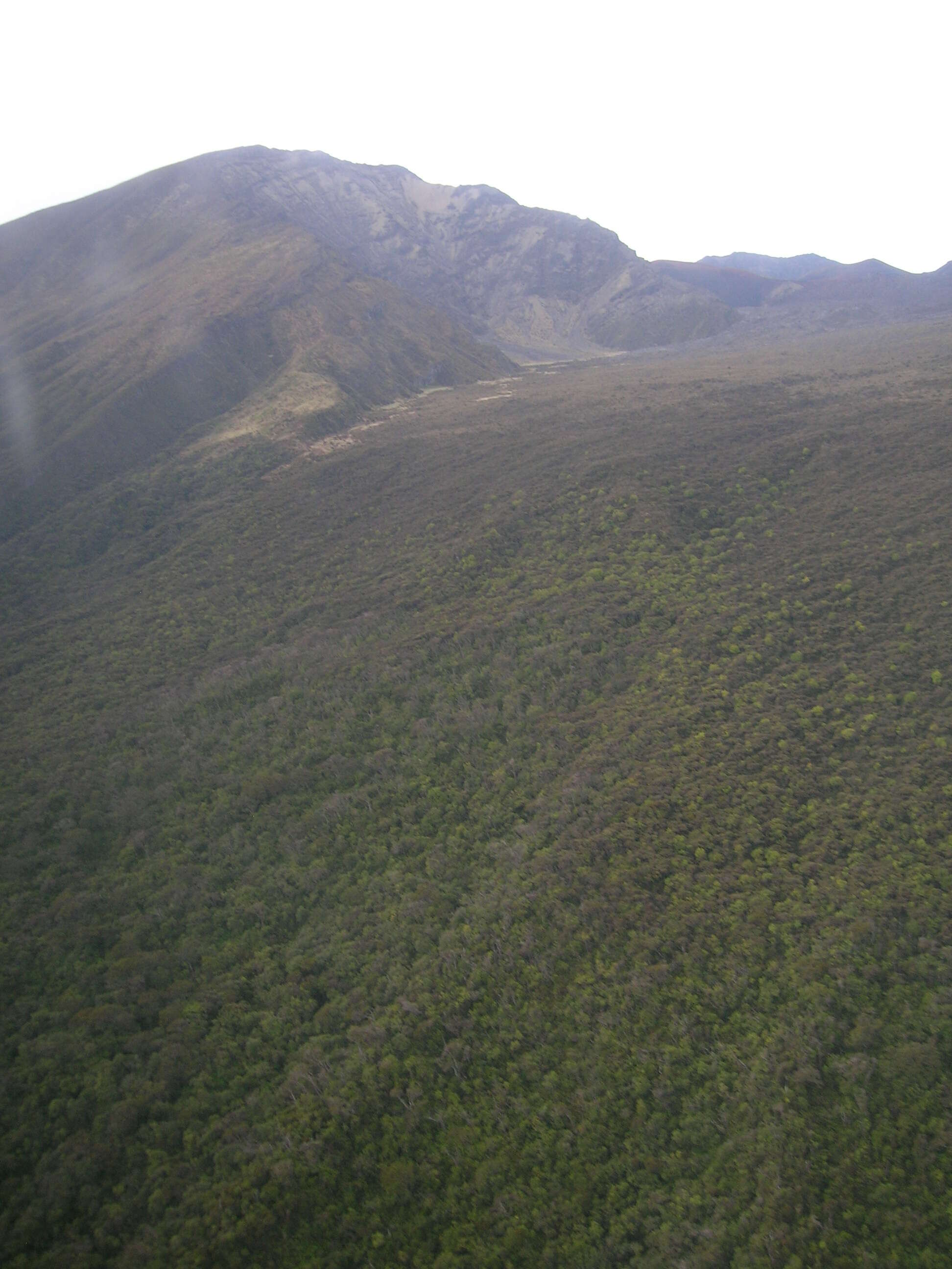 Image of alpine mirrorplant