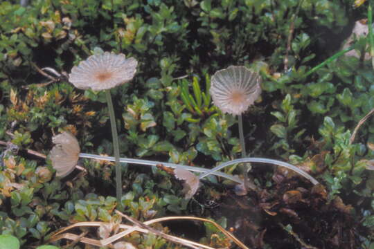 Sivun Coprinellus amphithallus (M. Lange & A. H. Sm.) Redhead, Vilgalys & Moncalvo 2001 kuva