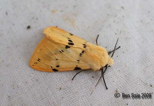 Image of Spilosoma lutea Hüfnagel 1766