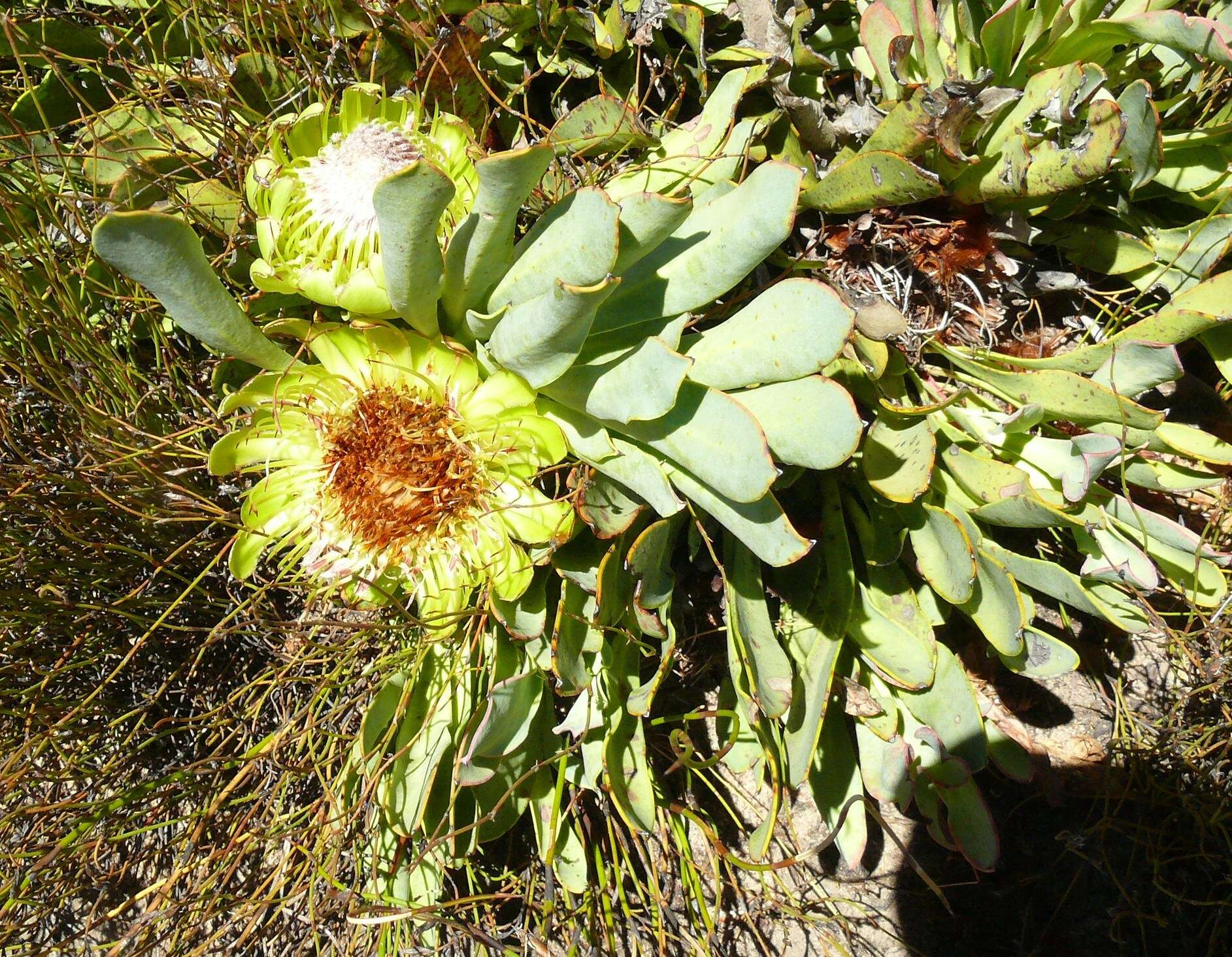 Image de Protea laevis R. Br.